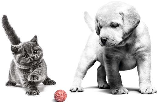 Pets
